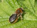 Andrena haemorrhoa.jpg